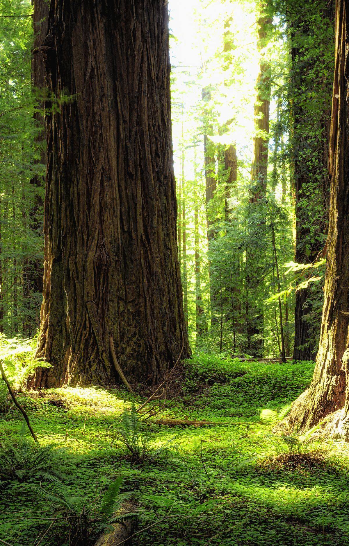 Stout Grove and the Ancient Old-Growth Redwoods, Redwood National and State Parks