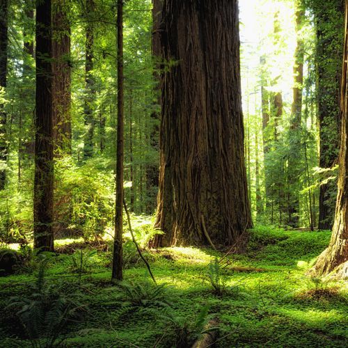 Redwood