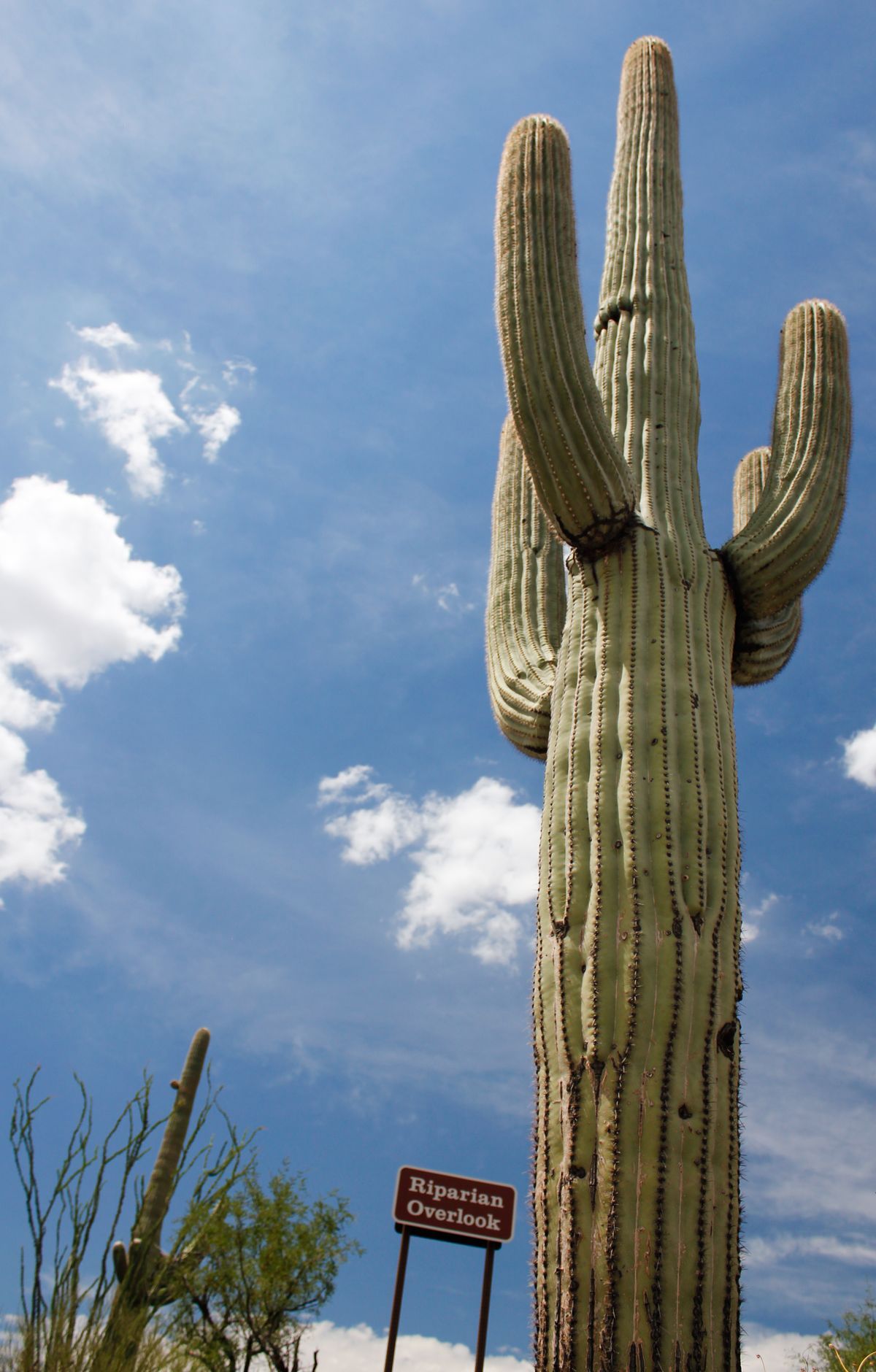 Saguaro - Gallery thumbnail 4