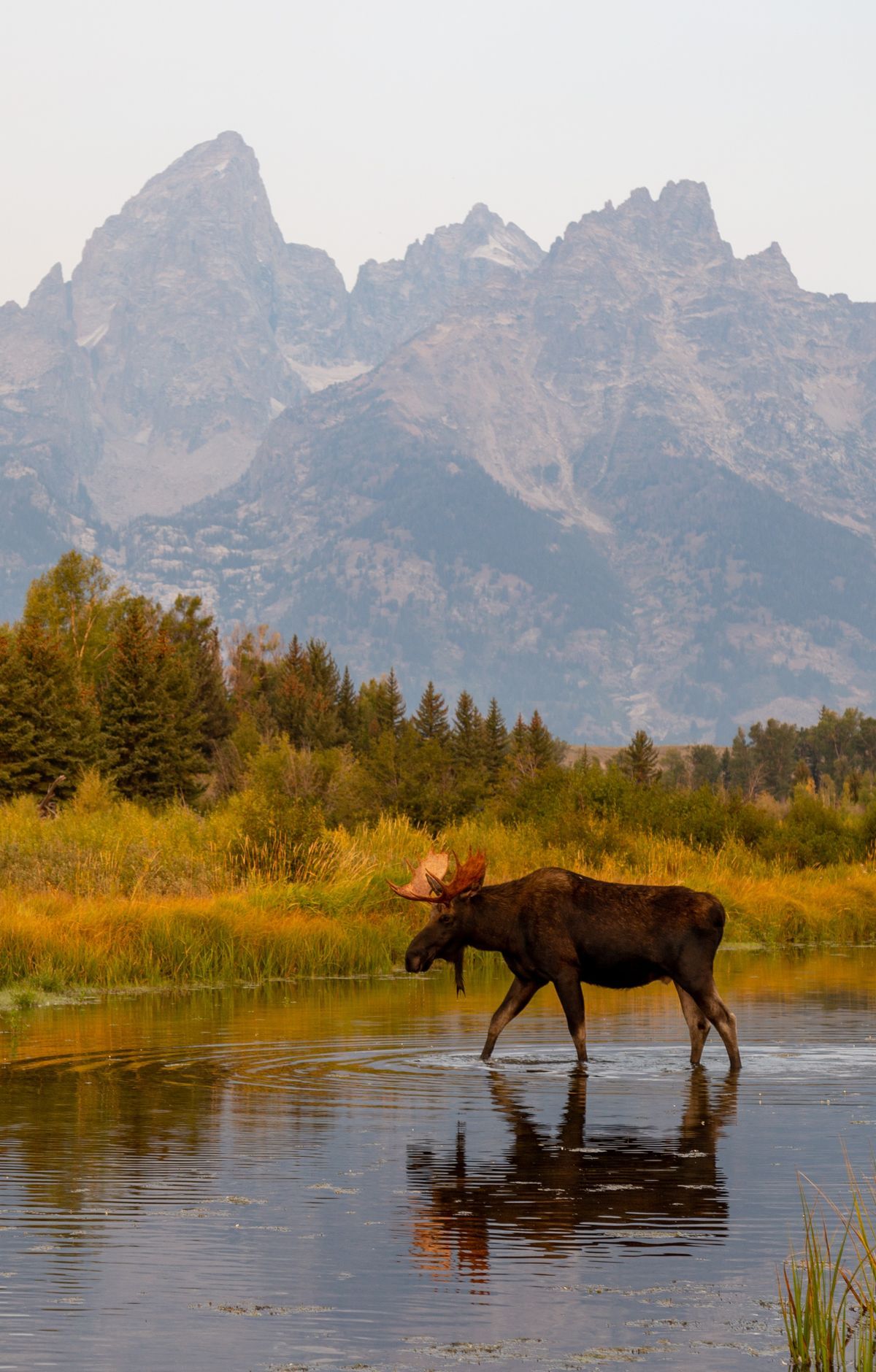 Moose, Elk and Grizzlies of Jackson Hole, Grand Teton National Park