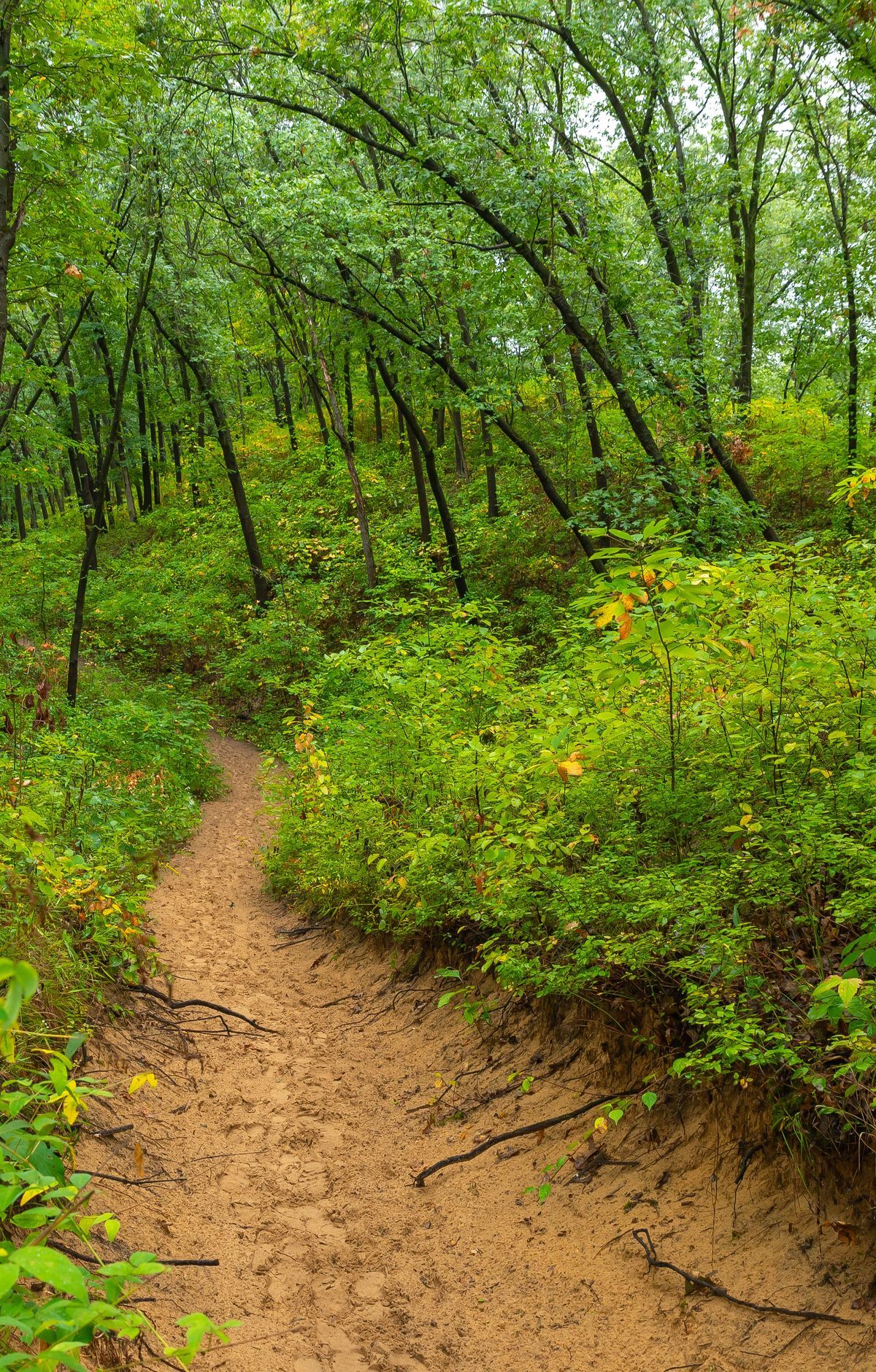 1,100 Plant Species: America's Biodiversity Hotspot, Indiana Dunes National Park