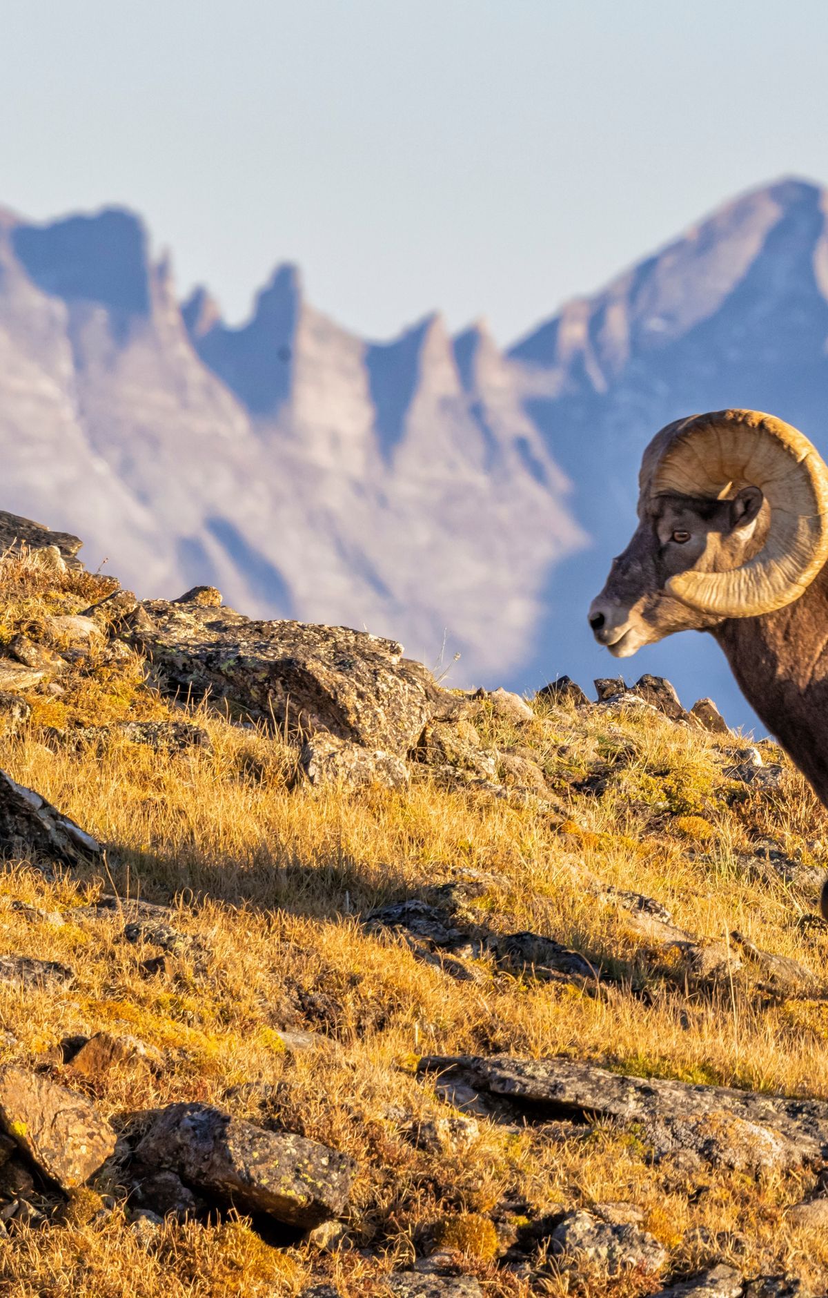 Moraine Park Elk, Bighorn Sheep and Kawuneeche Moose, Rocky Mountain National Park