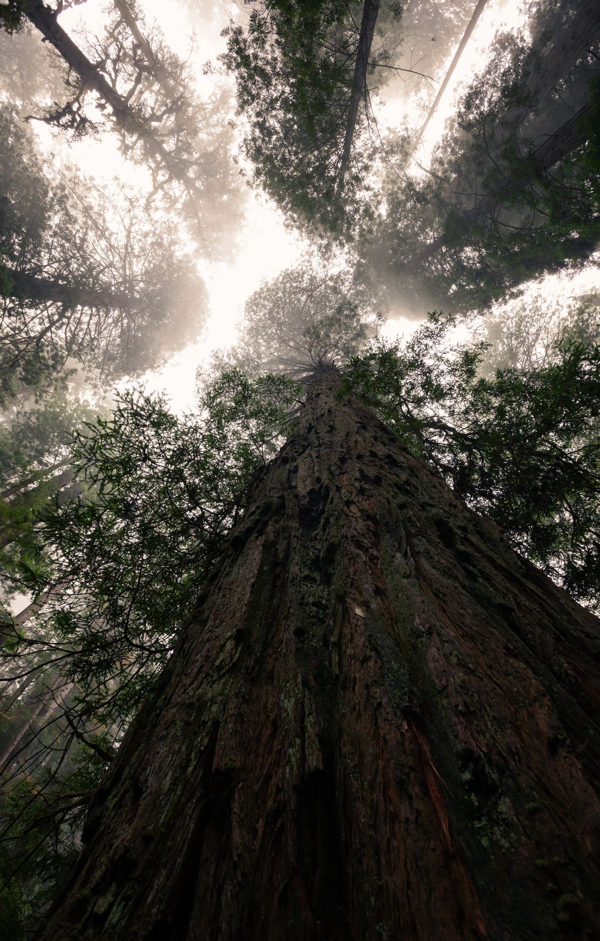 Redwood - Gallery thumbnail 2