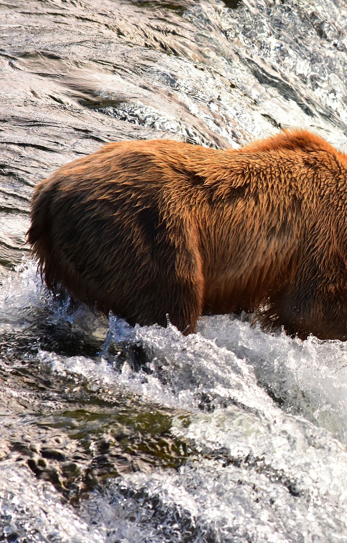 9,000 Years of People at Brooks River, Katmai National Park & Preserve