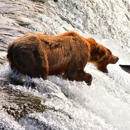 Katmai