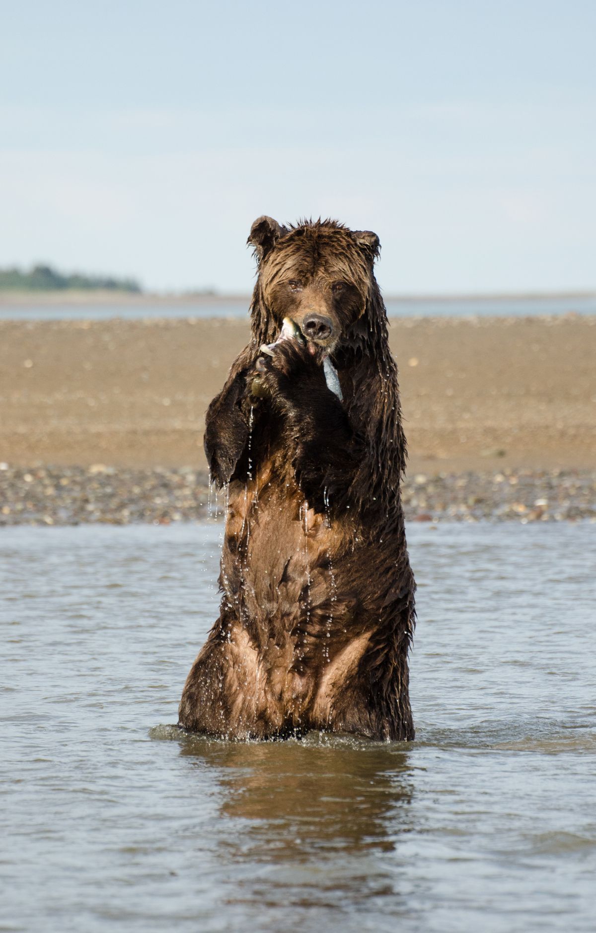 Silver Salmon Creek: Bears on the Cook Inlet Coast, Lake Clark National Park & Preserve