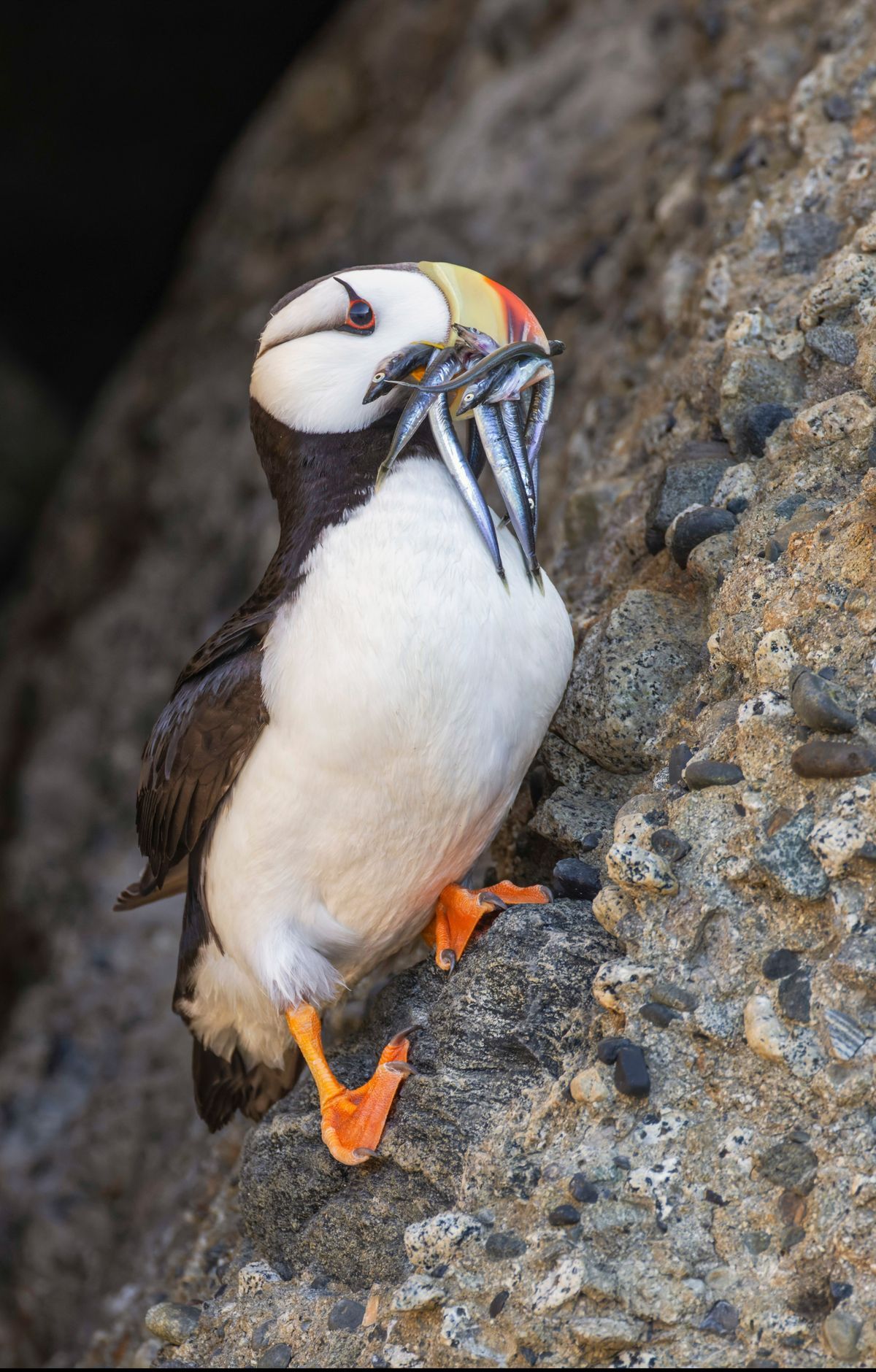 Peregrines, Dall Sheep, and Seal-Chased Salmon, Lake Clark National Park & Preserve