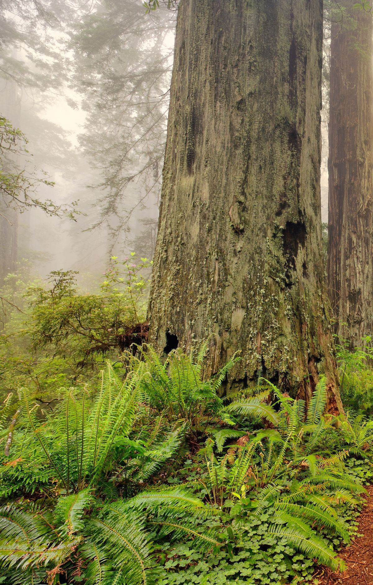 Fog, Rain, and 60-80 Inches a Year, Redwood National and State Parks