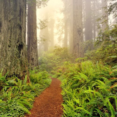 Redwood
