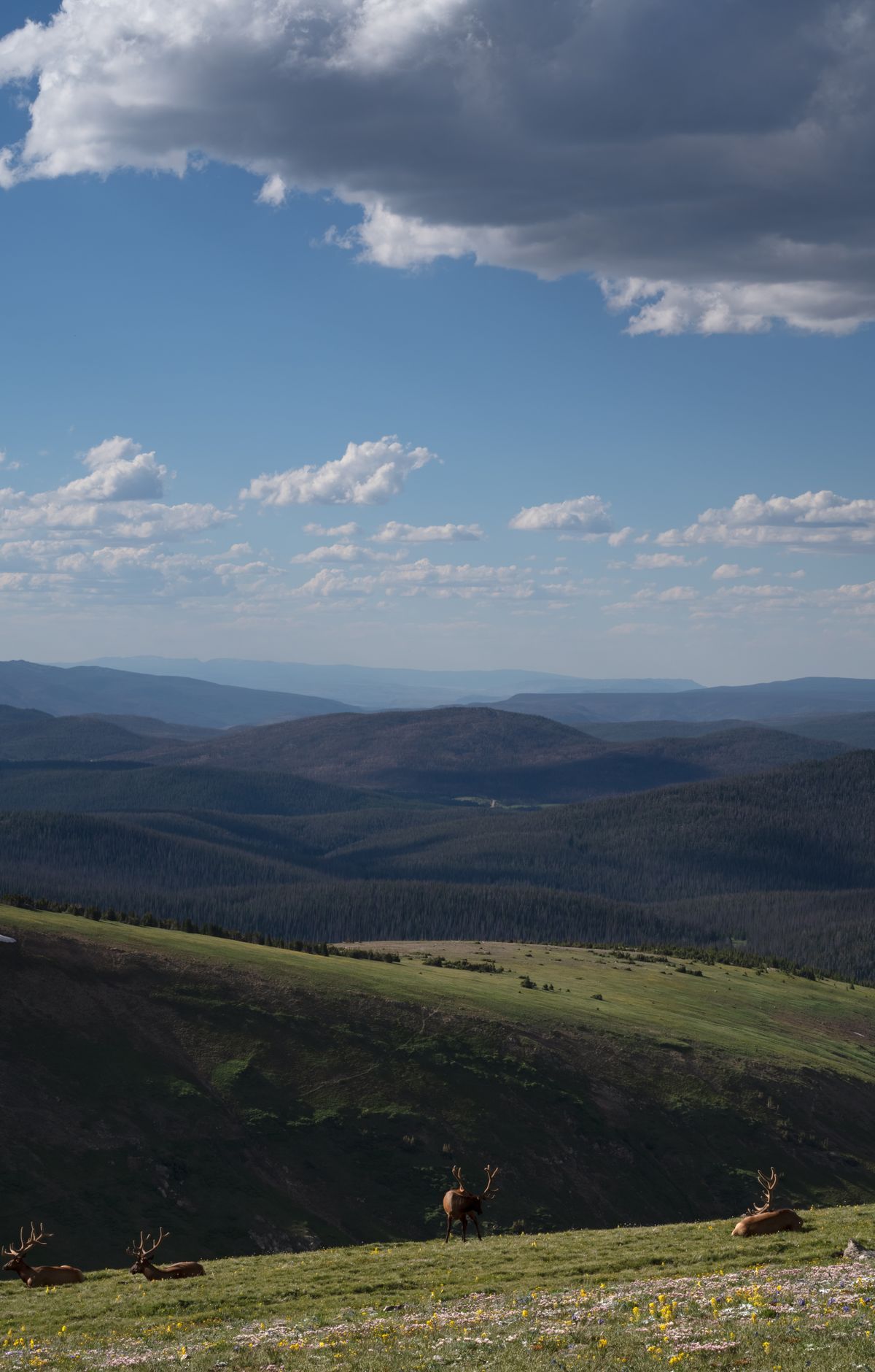 Rocky Mountain - Gallery thumbnail 5
