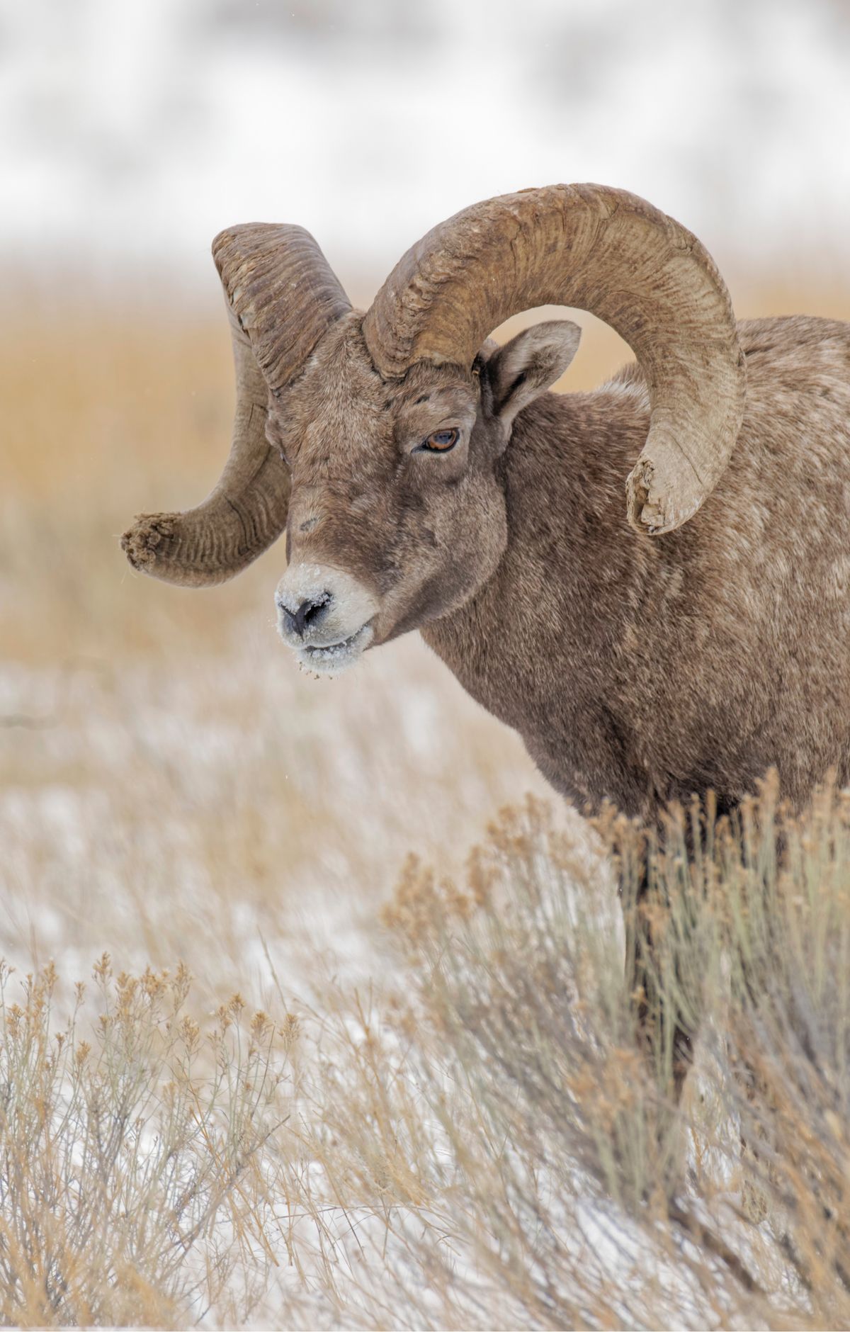 Grand Teton - Gallery thumbnail 5