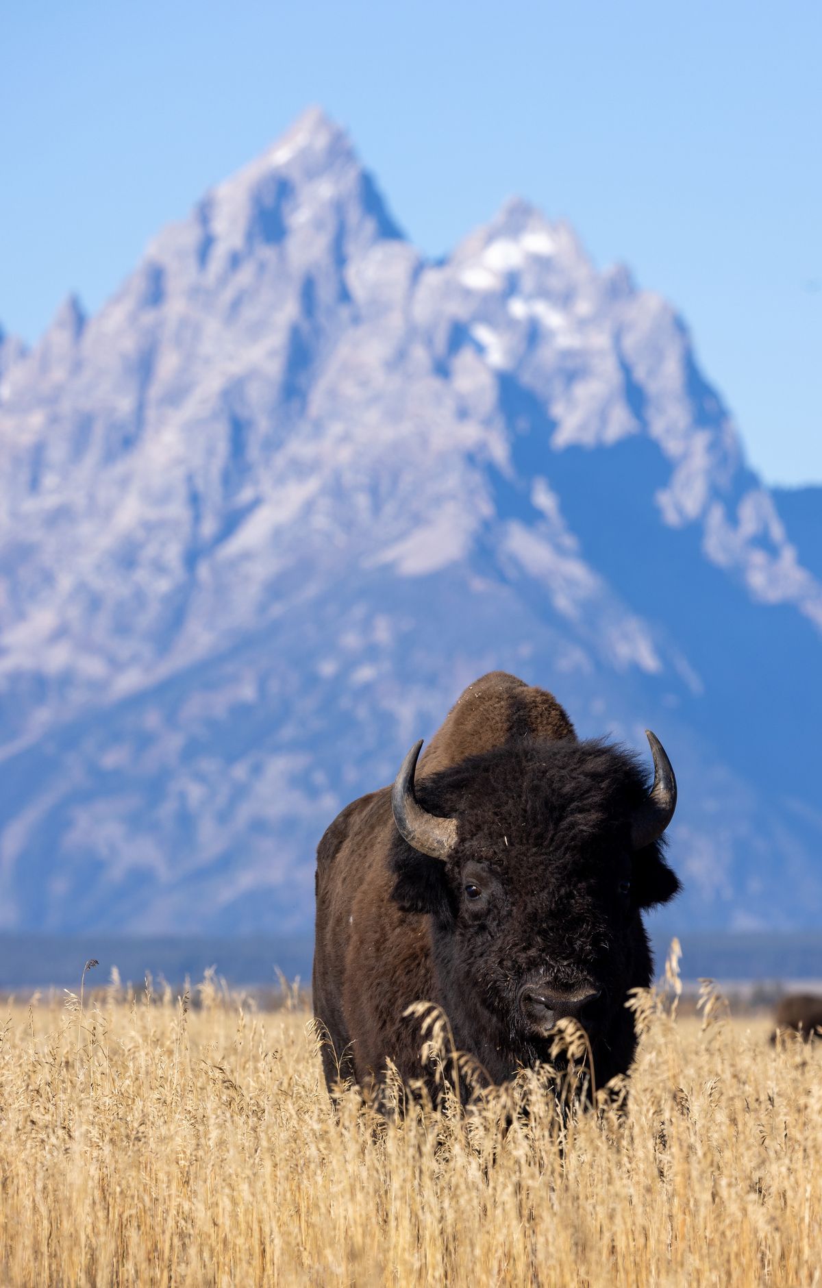Grand Teton - Gallery thumbnail 3