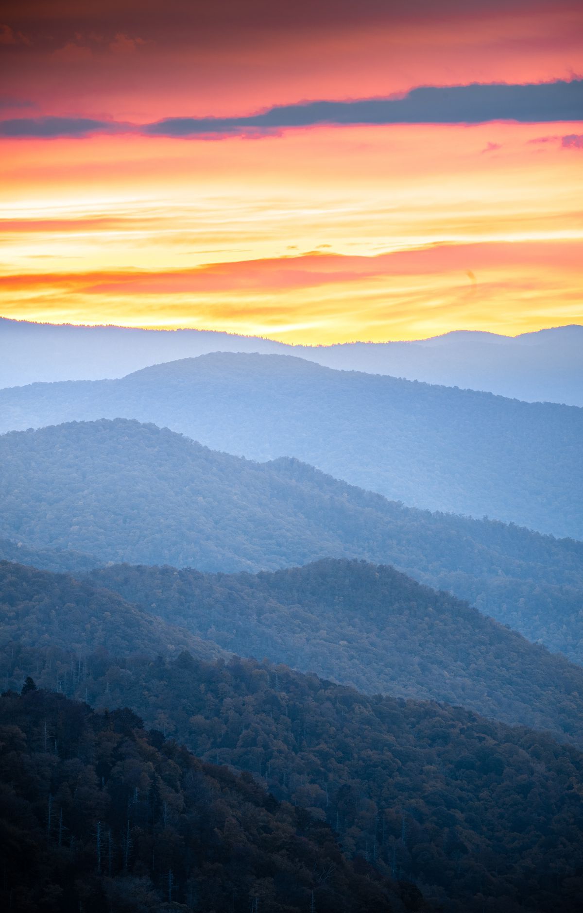 Great Smoky Mountains National Park portrait view