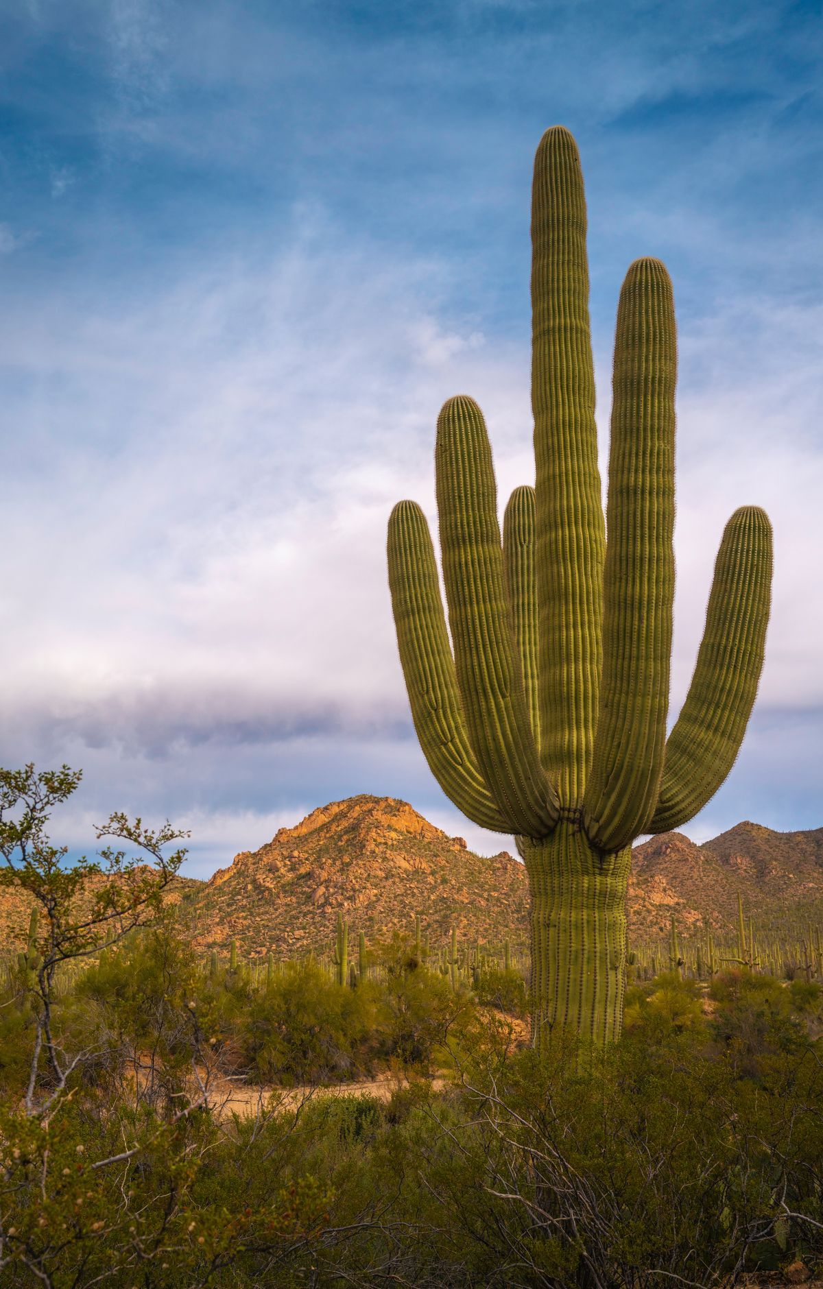 Javelinas, Bobcats and Coyotes of the Sonoran Desert, Saguaro National Park