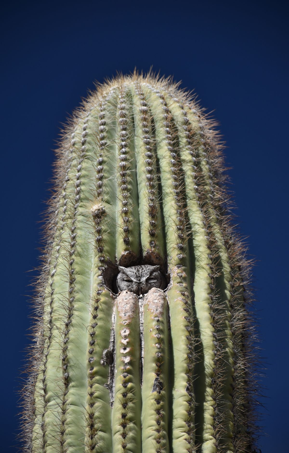 Saguaro - Gallery thumbnail 2
