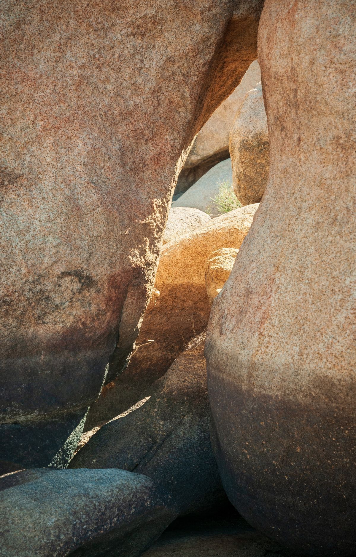 Joshua Tree - Gallery thumbnail 5