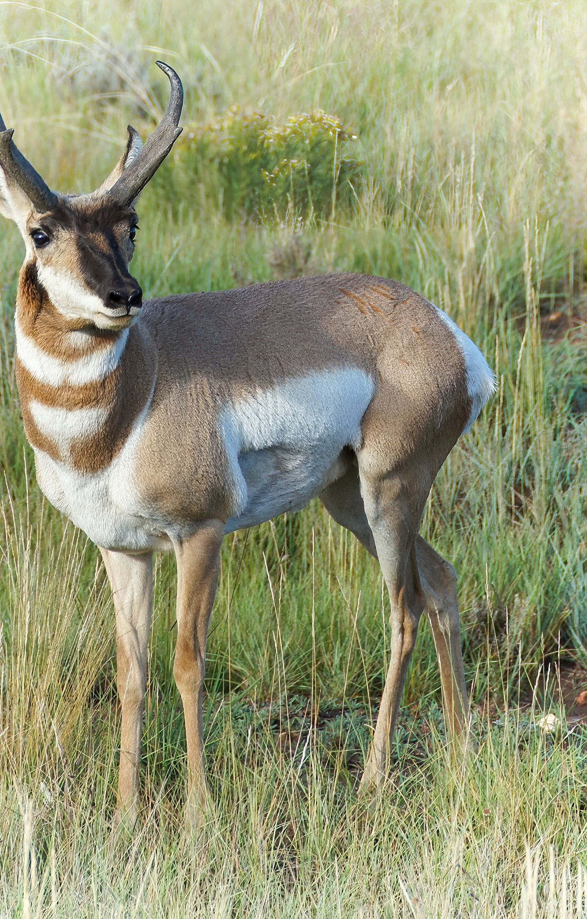 Utah Prairie Dogs, Pronghorn and Peregrine Falcons, Bryce Canyon National Park