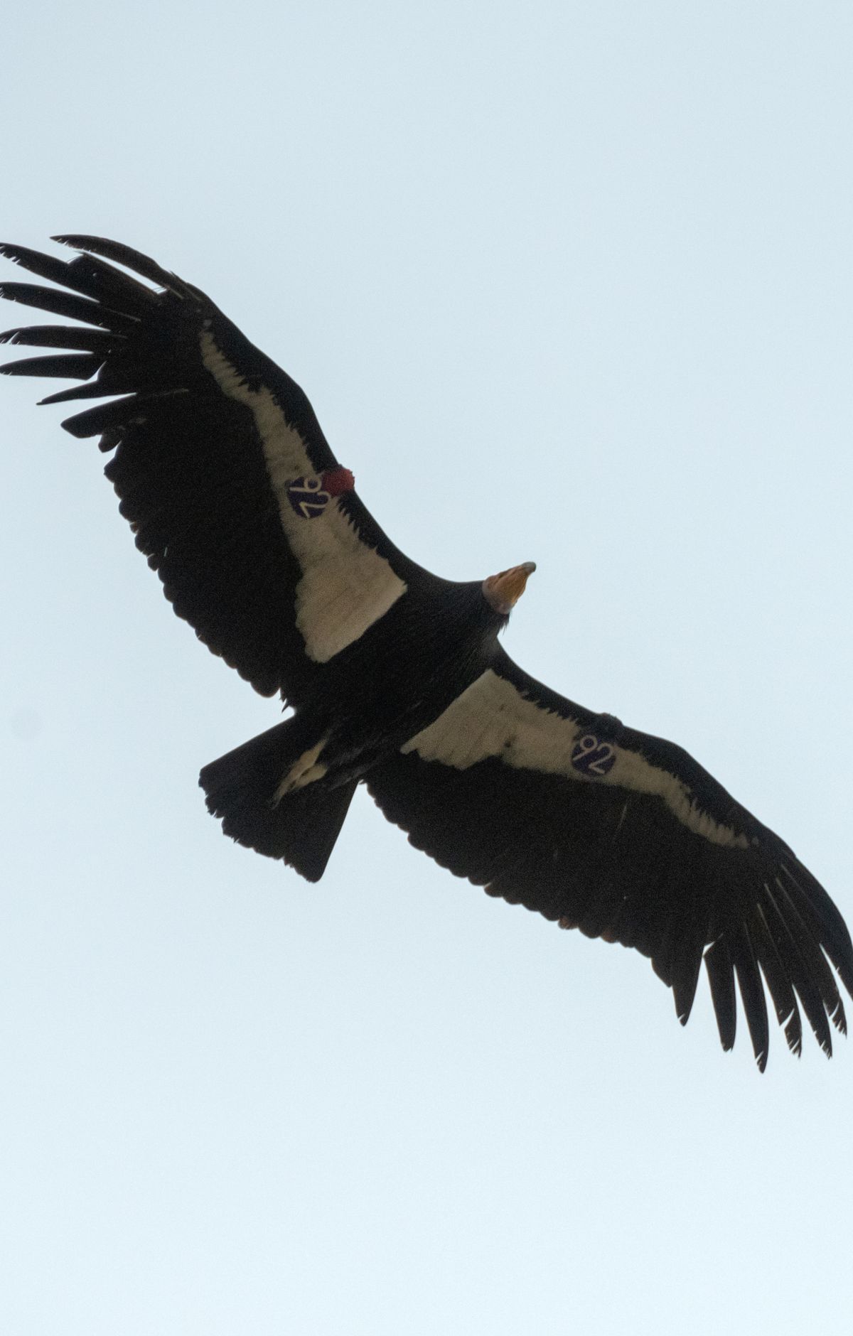 Return of the California Condor Over the High Peaks, Pinnacles National Park
