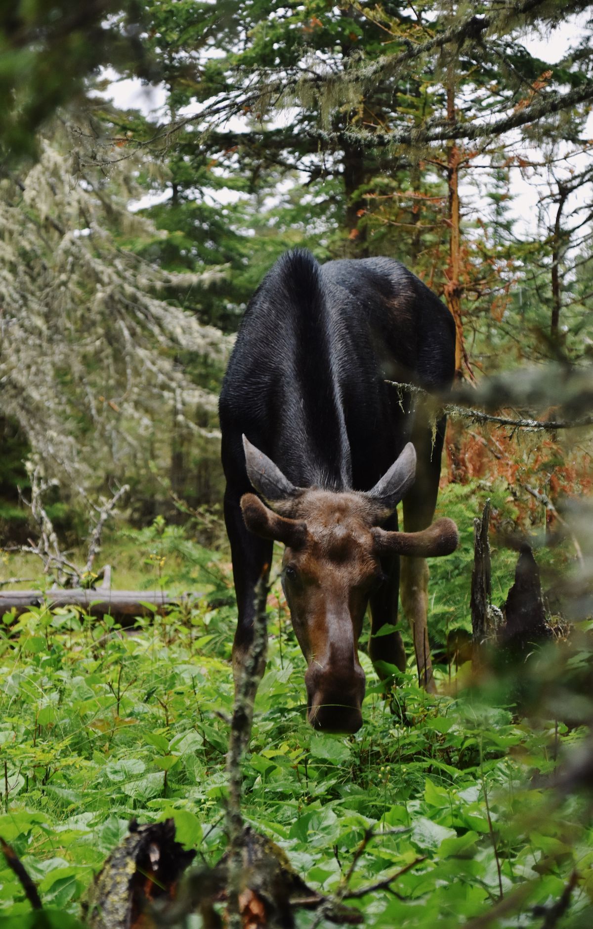 Moose and Wolves on an Island, Isle Royale National Park