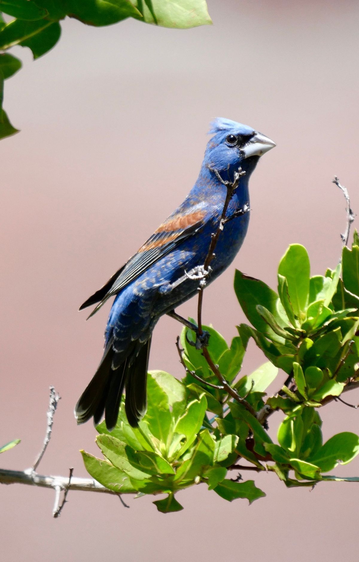 Spring Migration: A Birding Layover at Sea, Dry Tortugas National Park