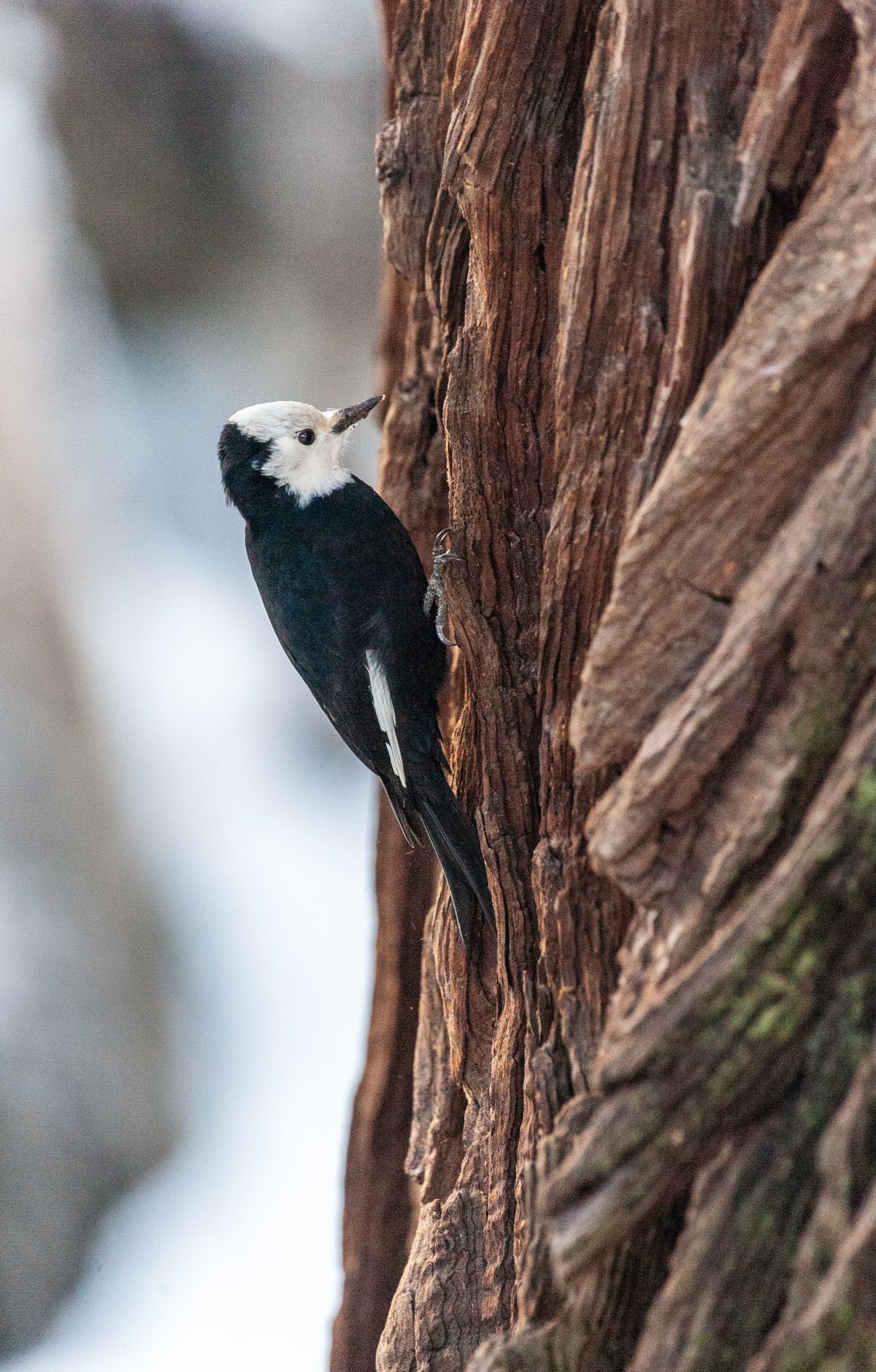 Yosemite - Gallery thumbnail 10