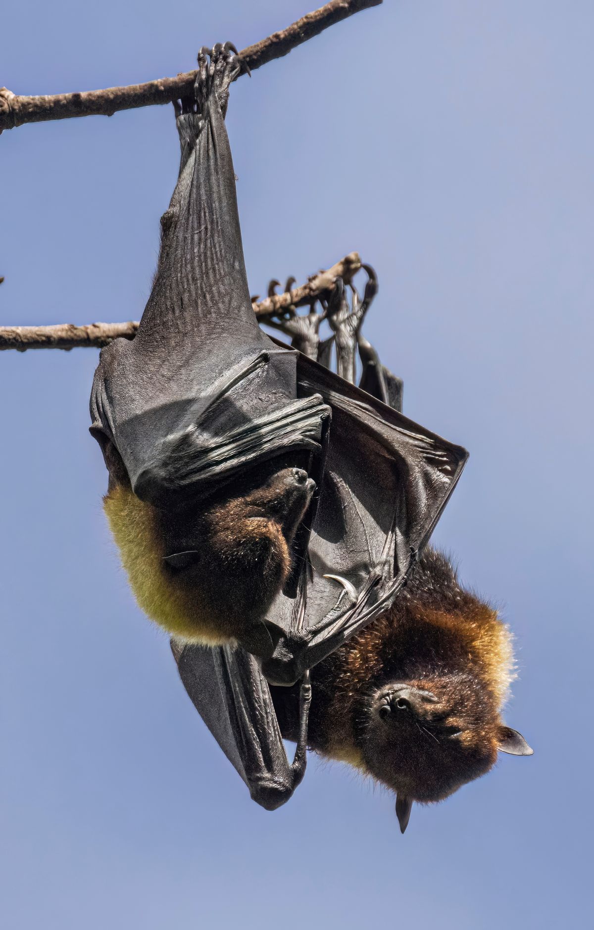 Flying Foxes and the Park's Founding, National Park of American Samoa