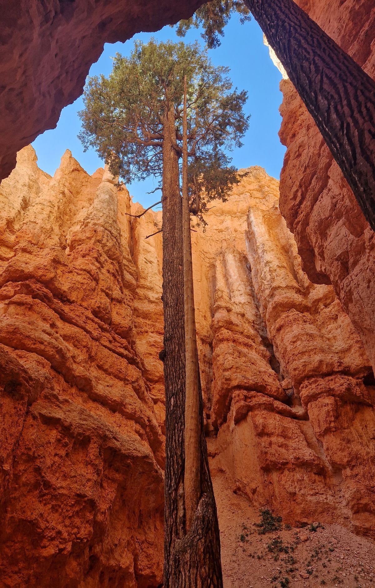 Bryce Canyon - Gallery thumbnail 7