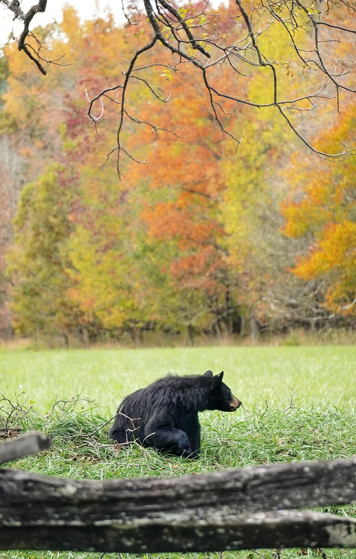 Great Smoky Mountains - Gallery thumbnail 2