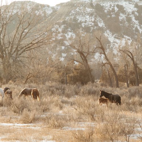 Elkhorn Ranch Unit