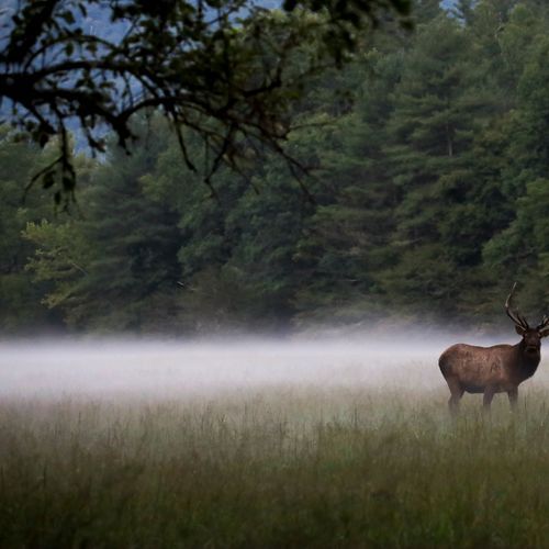 Cataloochee