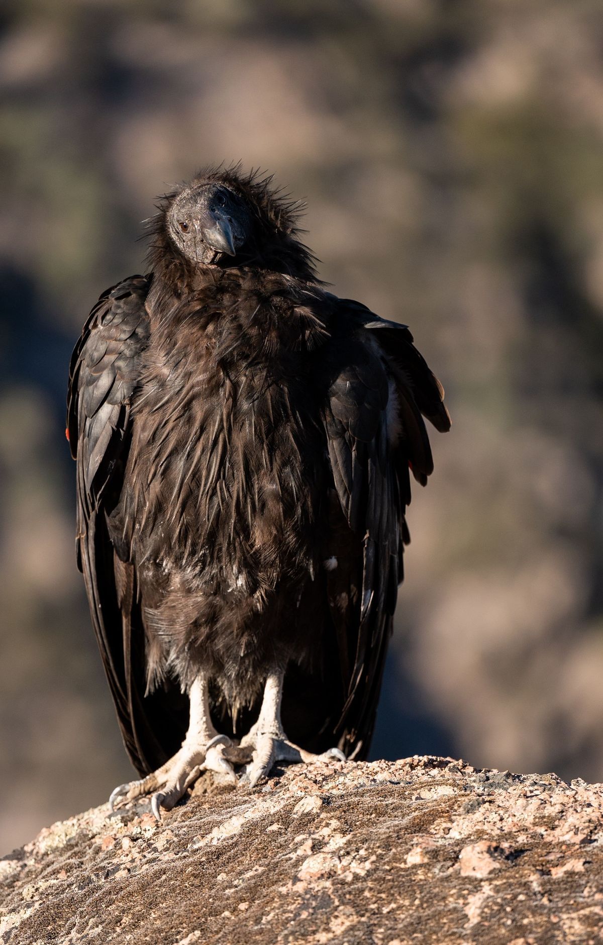High Peaks Loop: Ladders, Ledges, and Condors, Pinnacles National Park