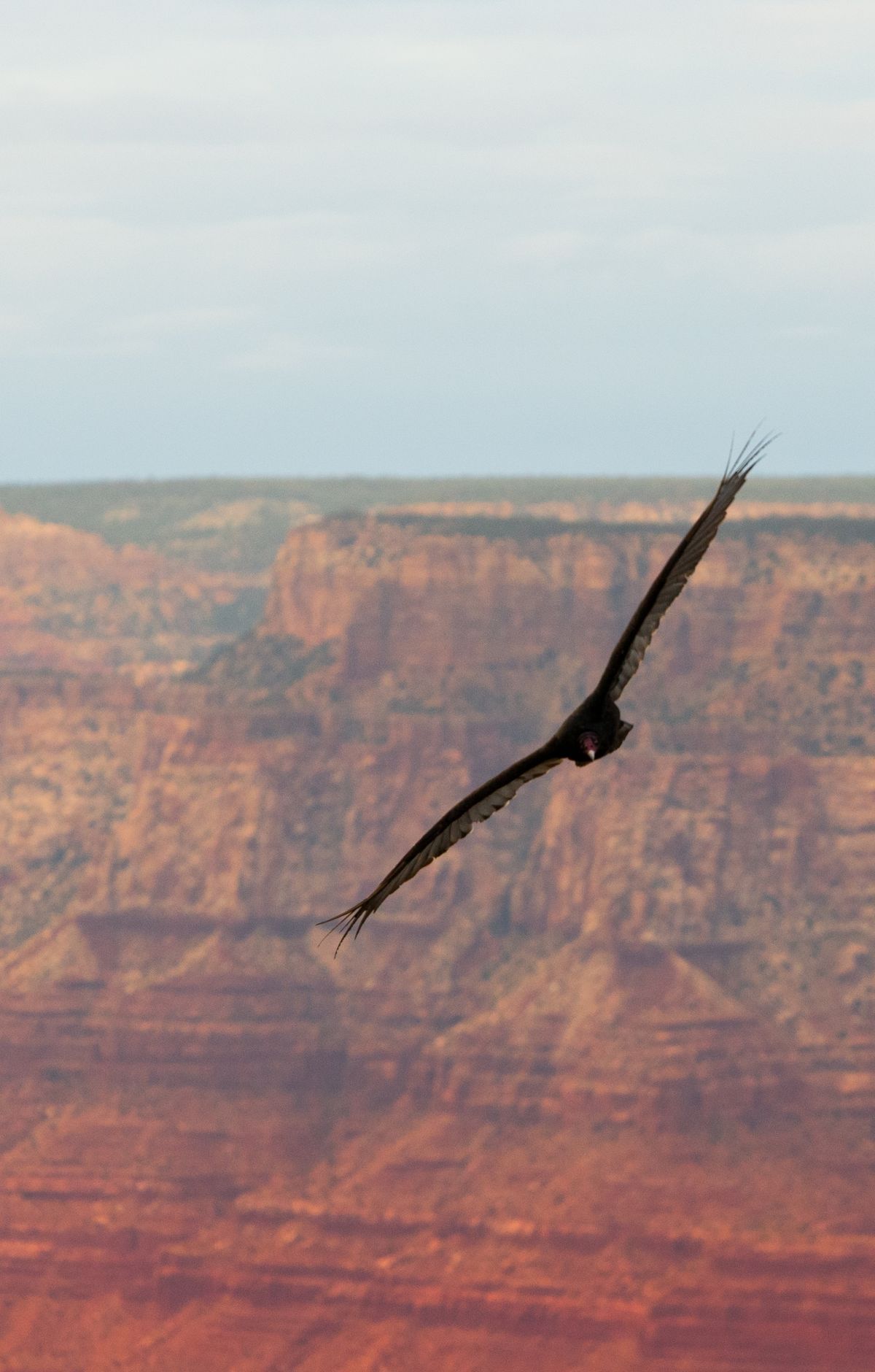 Grand Canyon - Gallery thumbnail 4