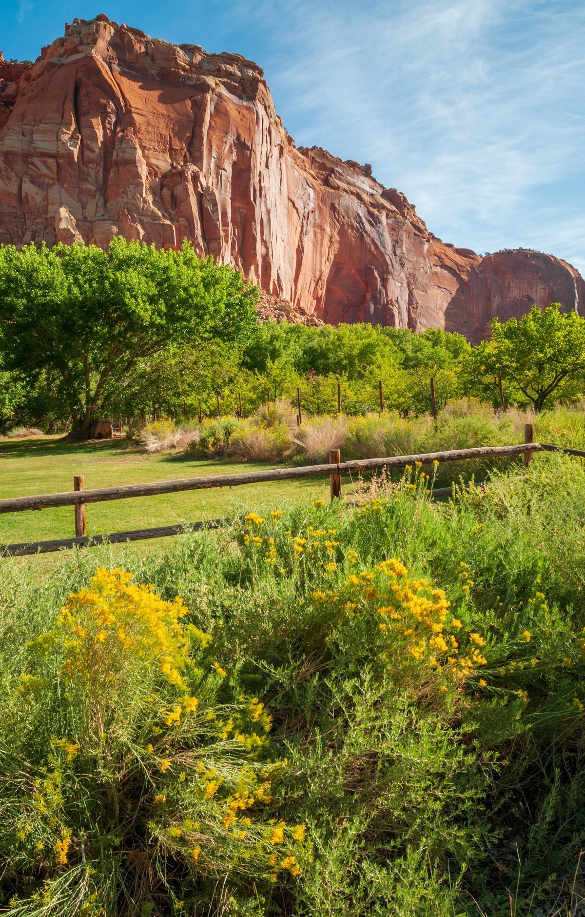 Sagebrush, Pinyon and Juniper Desert Plants, Capitol Reef National Park