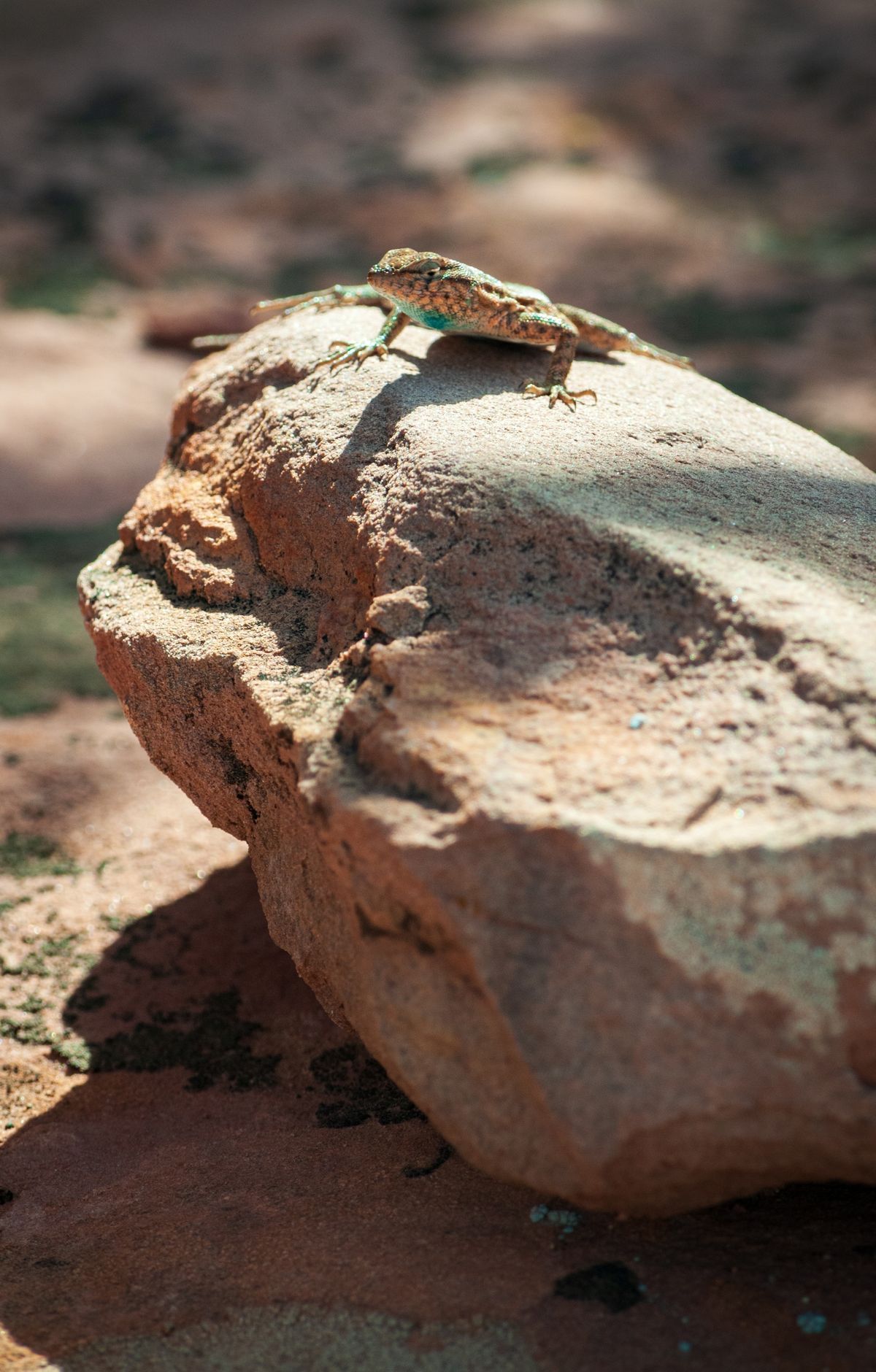 273 Bird Species and Canyon Wildlife, Canyonlands National Park