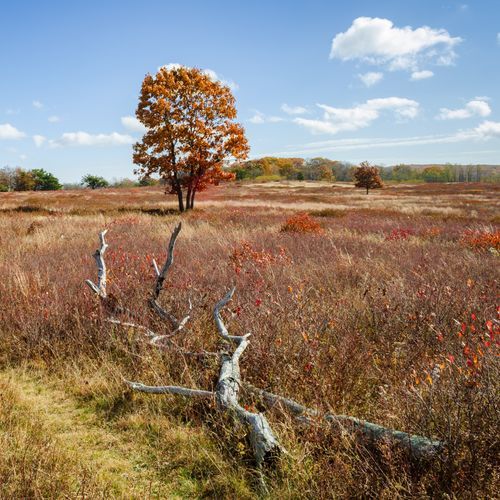 Big Meadows