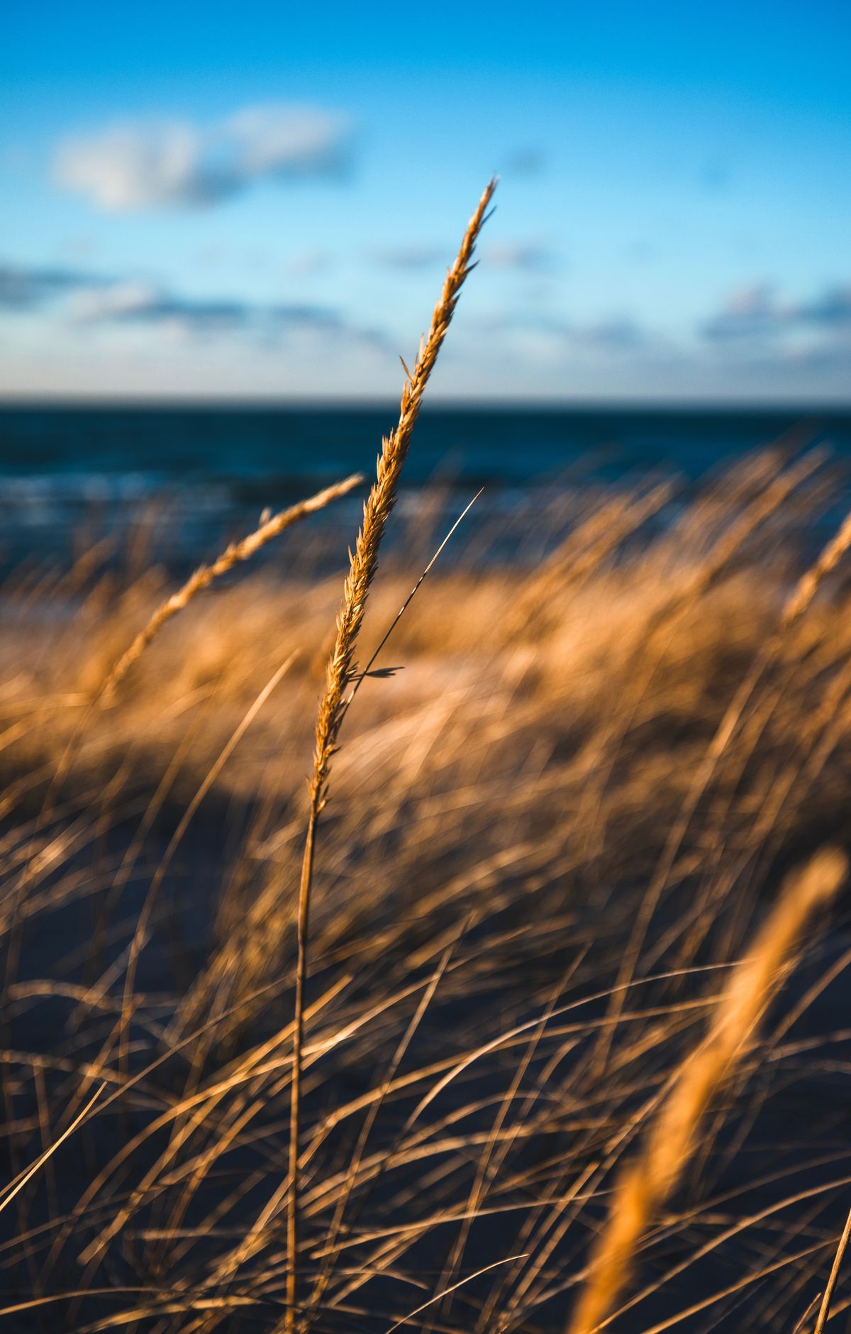 Indiana Dunes - Gallery thumbnail 4