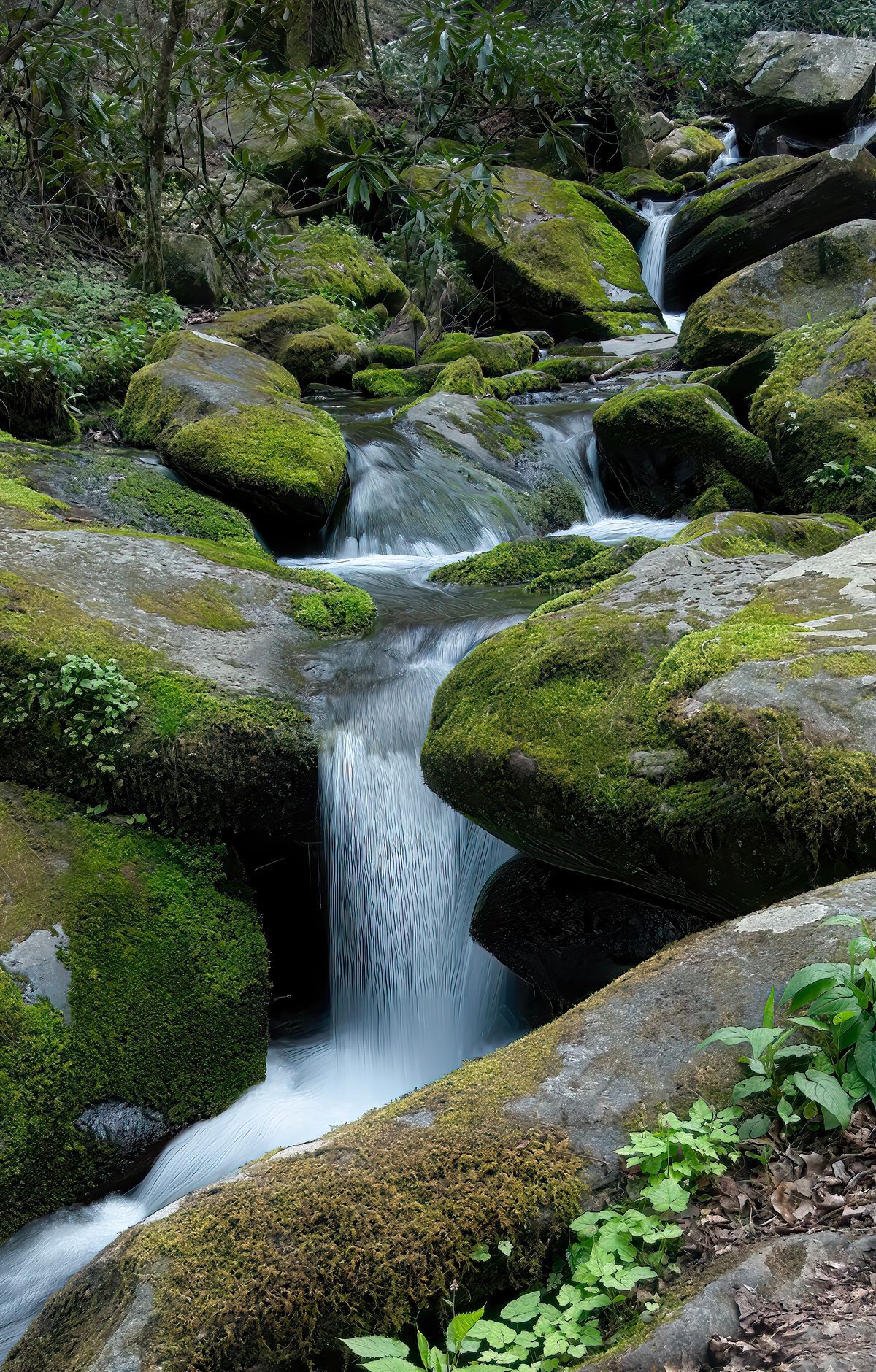 Great Smoky Mountains - Gallery thumbnail 7