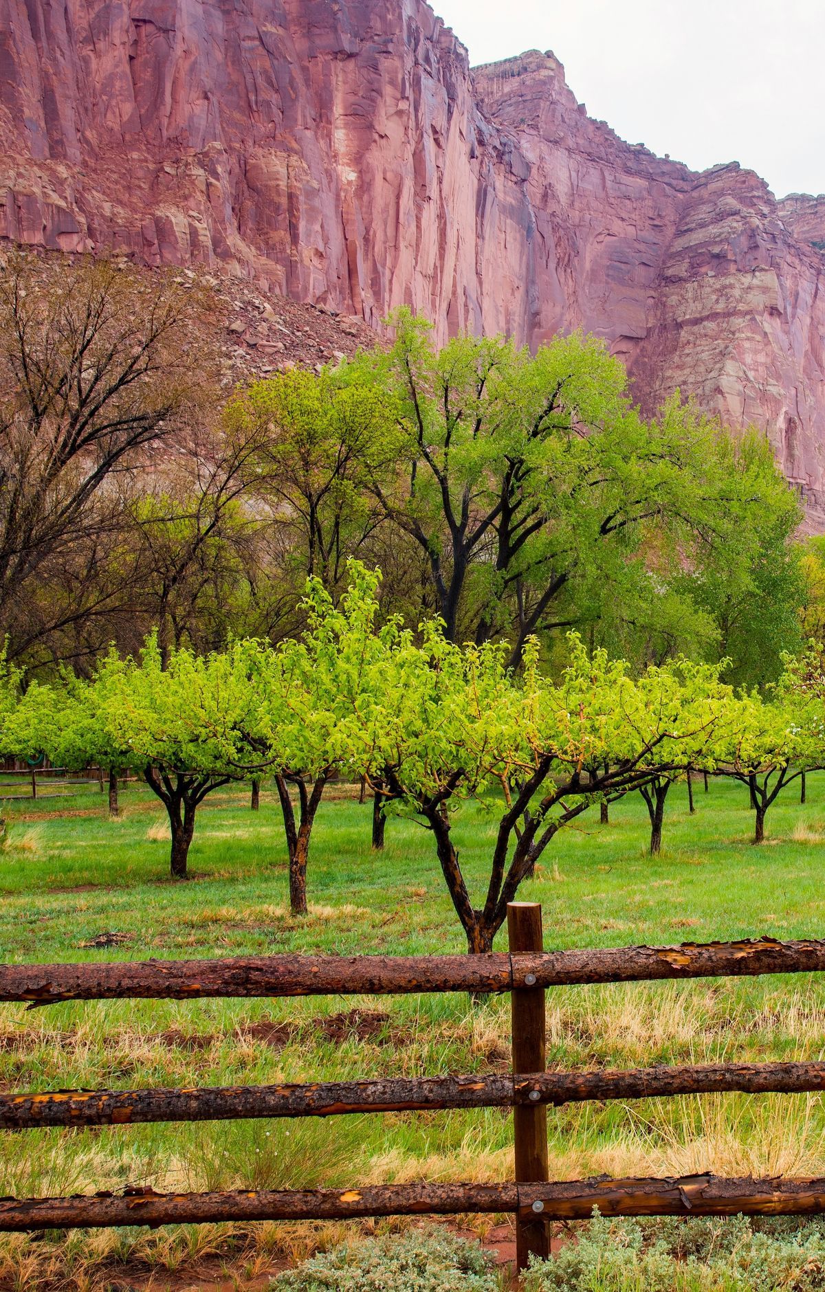 Desert Bighorn Sheep, Mule Deer and Pronghorn, Capitol Reef National Park