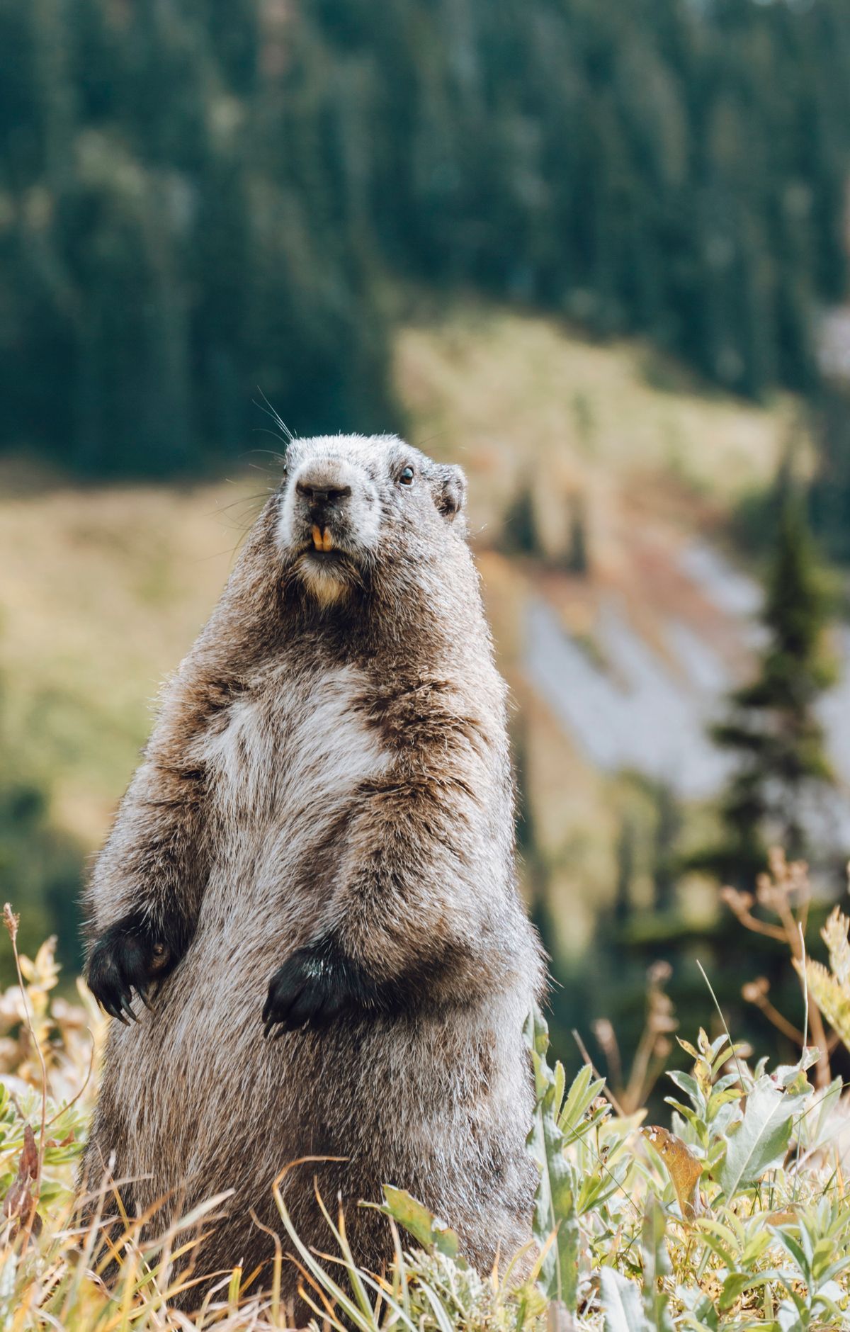 Mount Rainier - Gallery thumbnail 6