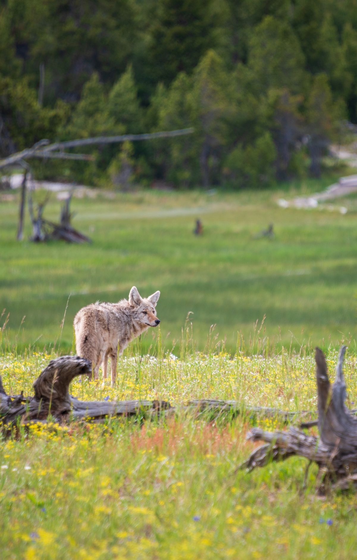 Yellowstone - Gallery thumbnail 9