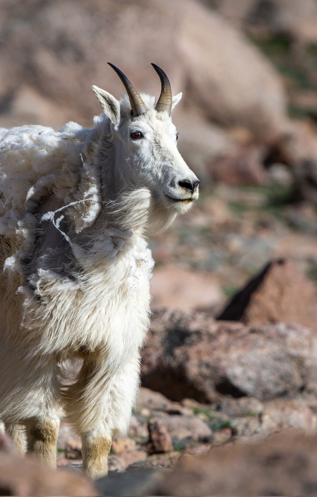 Rocky Mountain - Gallery thumbnail 2