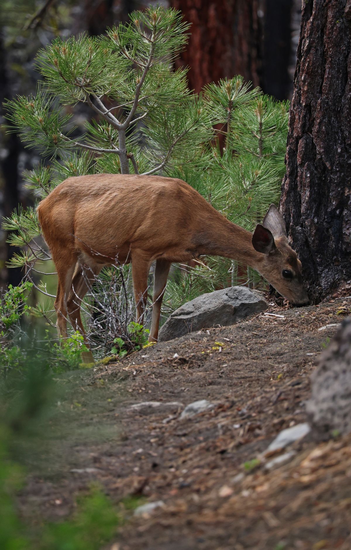 Lassen Volcanic - Gallery thumbnail 3