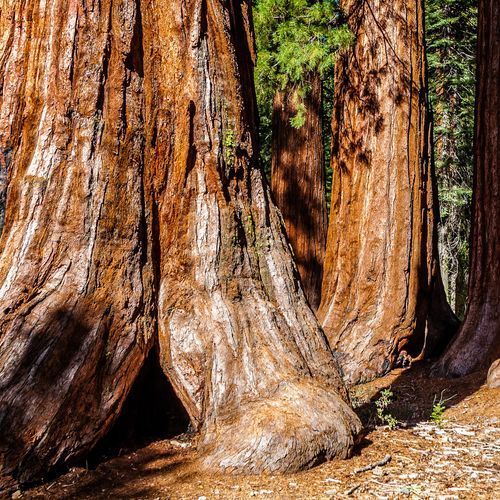 Big Trees Loop Trail