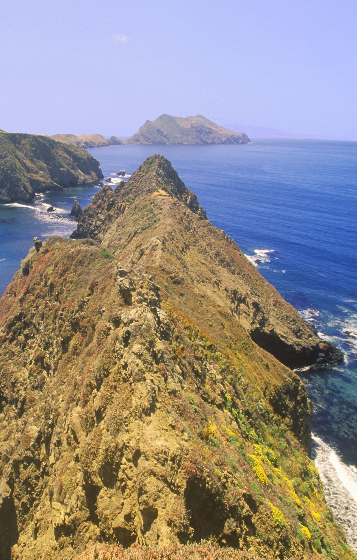 Seabird Colonies and the Bald Eagles' Return, Channel Islands National Park