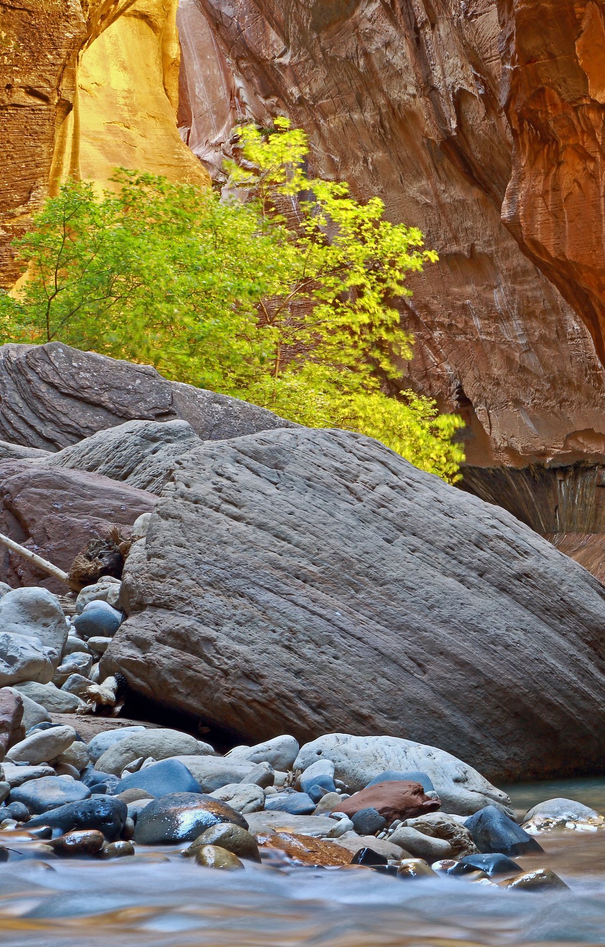 Wading the Zion Narrows of the Virgin River, Zion National Park