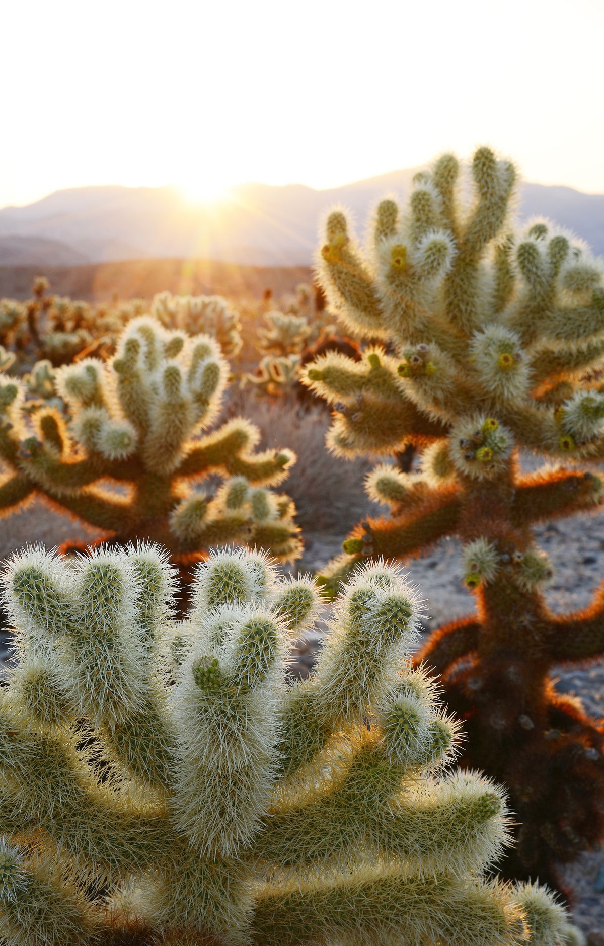 Dark Sky Spots: Cap Rock to Pinto Basin, Joshua Tree National Park