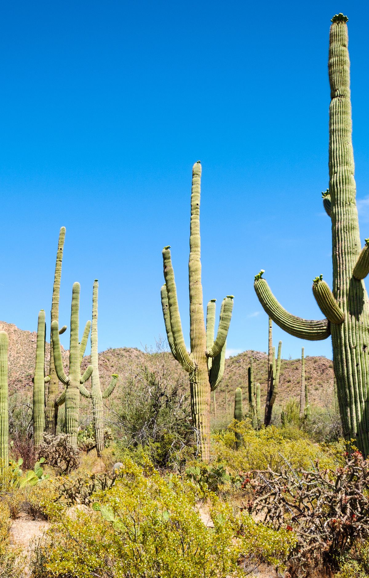 Cactus Forest Drive and Bajada Loop Drive, Saguaro National Park