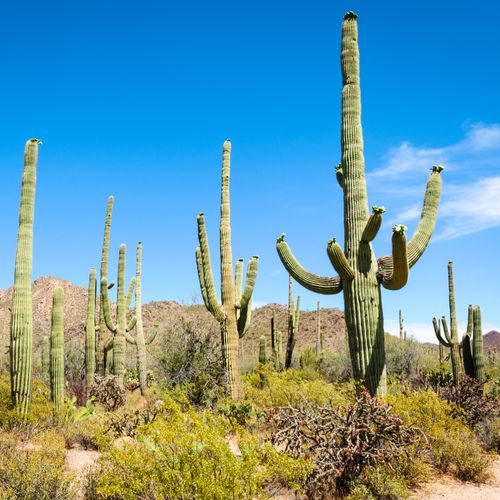 Rincon Mountain District