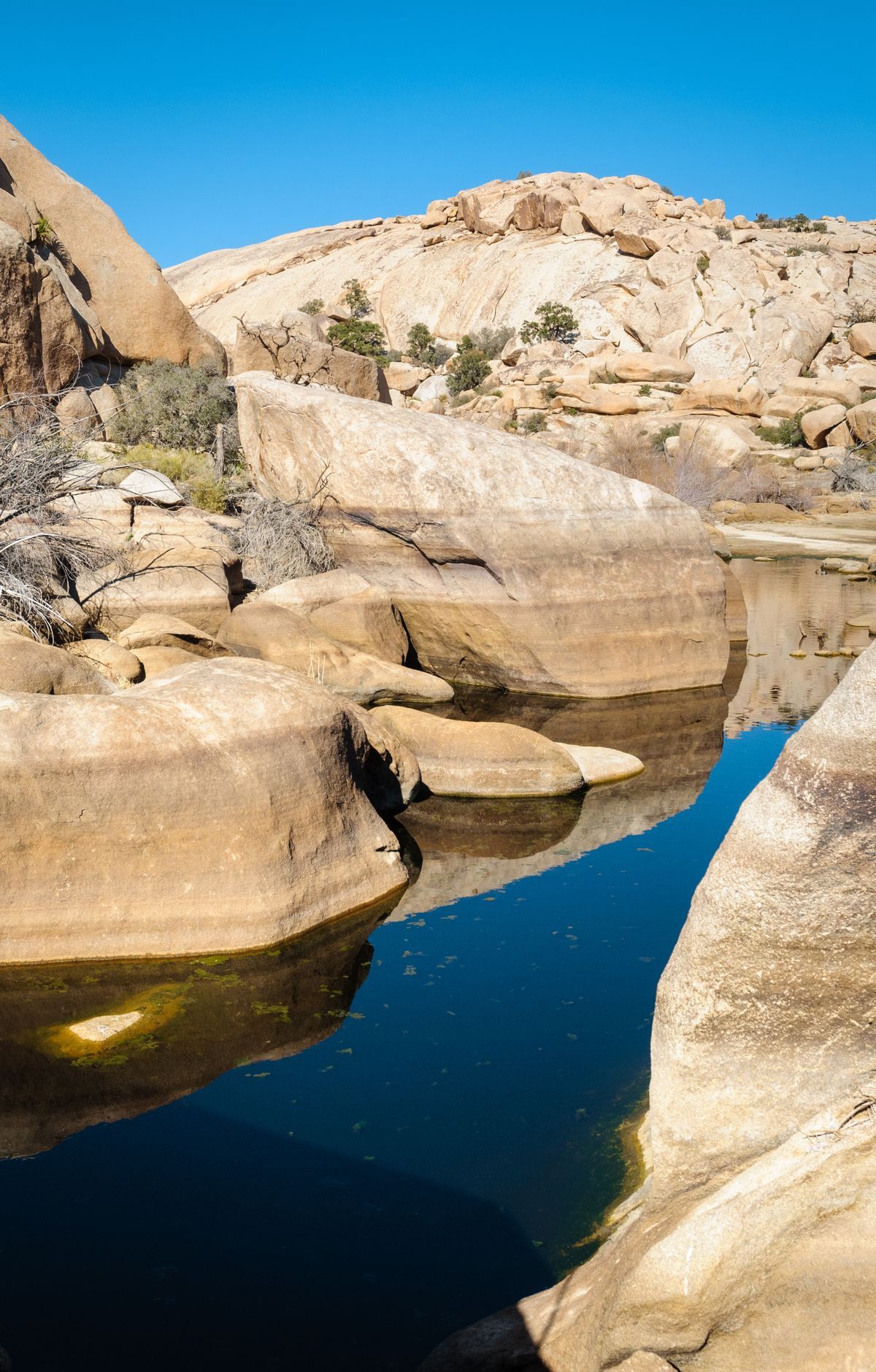 Joshua Tree - Gallery thumbnail 4
