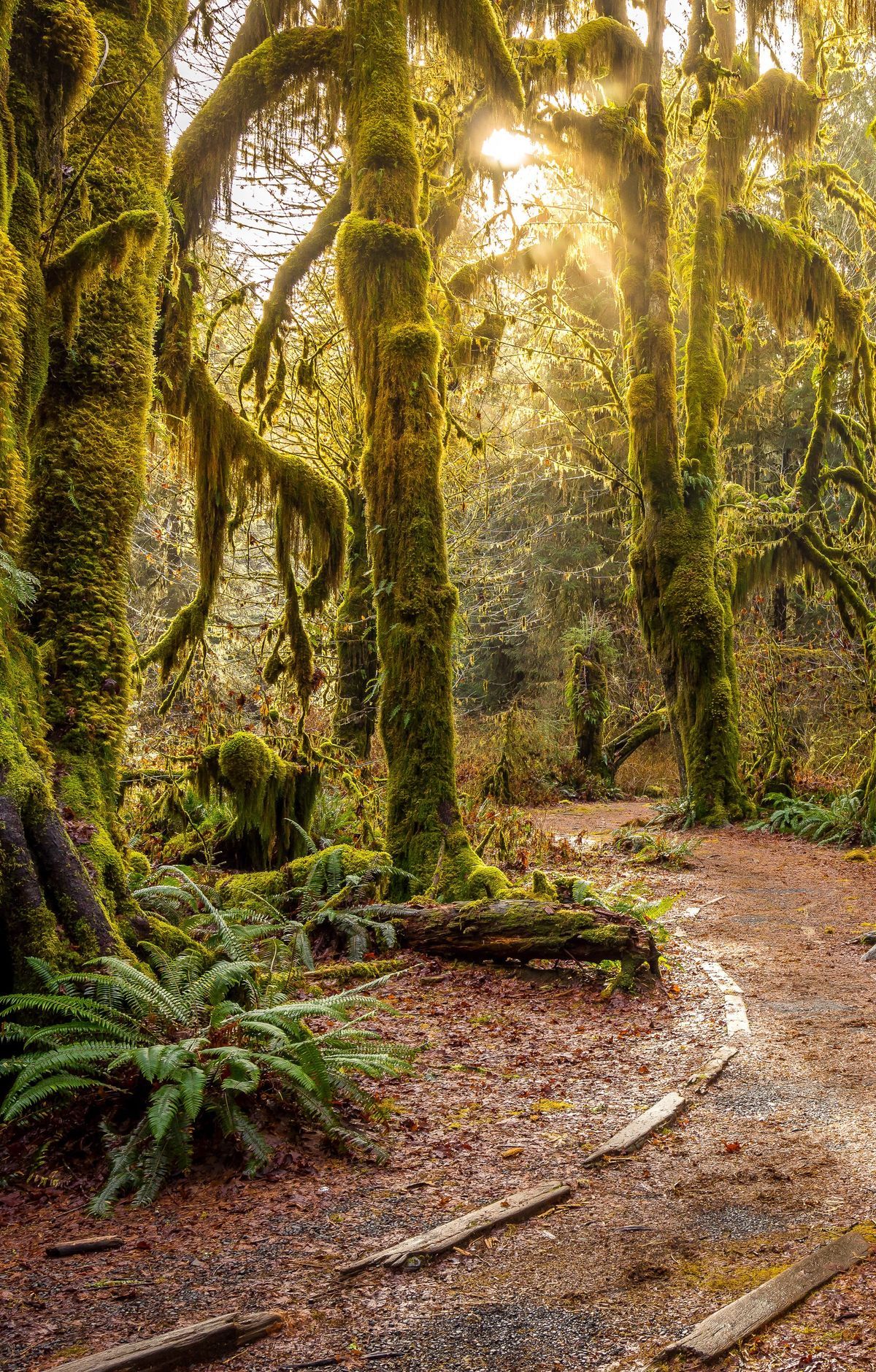 Hall of Mosses and the Hoh Rain Forest, Olympic National Park